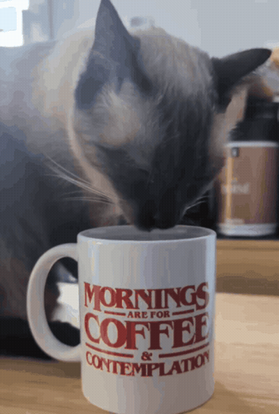 Cat Sniffing Coffee Mug Mornings Are For Coffee And Contemplation GIF