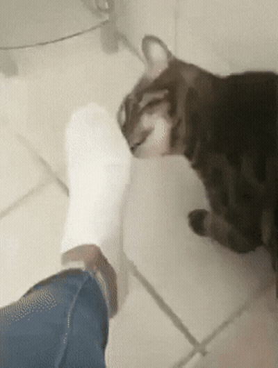 Cat Sniffing Foot With White Sock GIF