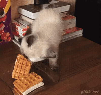 Cat Sniffing Waffle With Books In Background GIF