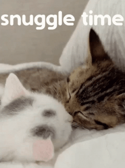 Cat Snuggles Time GIF