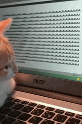 Cat Spamming Letter A On Computer GIF