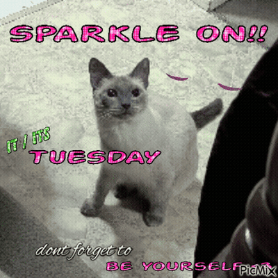Cat Sparkle On Tuesday GIF