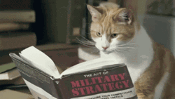 Cat Speed Reader Military Strategy GIF