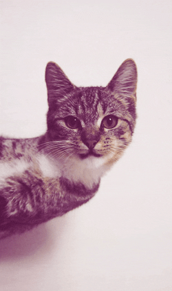 Cat Spinning Fast Loop GIF