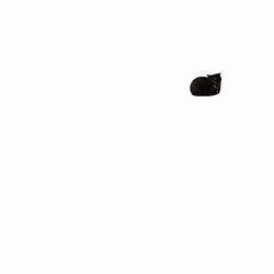 Cat Spinning From The Back To Front GIF