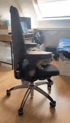 Cat Spinning In Office Chair GIF