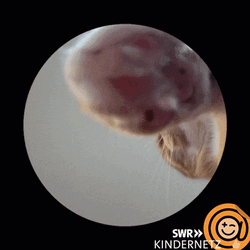 Cat Spinning Knocking Trend GIF