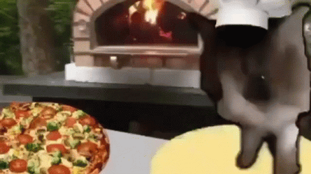 Cat Spinning Pizza Dough GIF