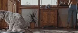 Cat Spinning Slowly On Top Of A Vacuum GIF