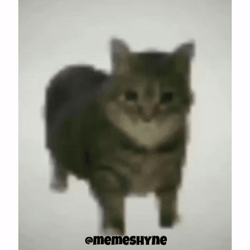 Cat Spinning Then Standing GIF