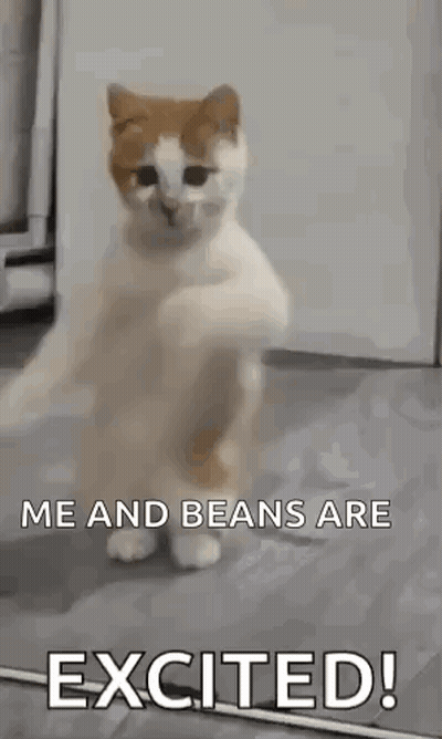 Cat Standing And Dancing GIF