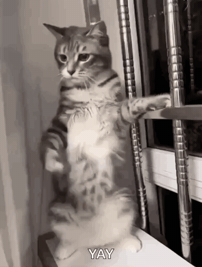 Cat Standing And Saying Yay GIF