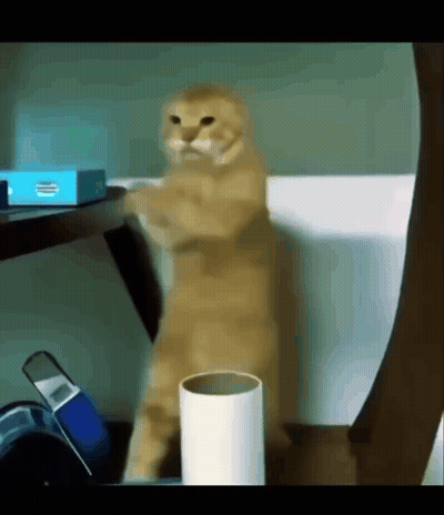 Cat Standing Before HP Box GIF