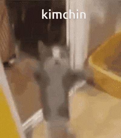 Cat Standing Before Kimchin Door GIF