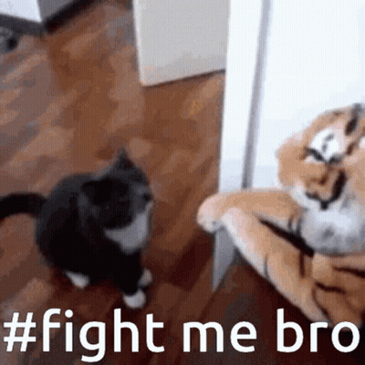 Cat Standing Before Stuffed Tiger Saying Fight Me Bro GIF