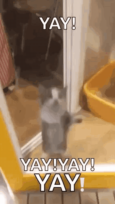 Cat Standing Before Yay Door GIF