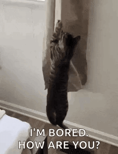 Cat Standing Beside Shower Curtain Asking How Are You GIF