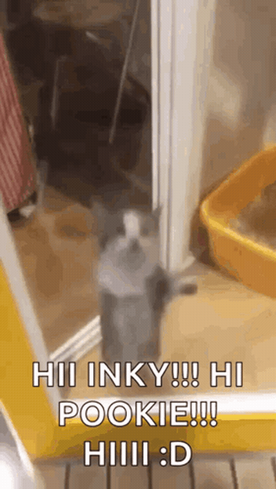 Cat Standing By Door Saying Hi GIF