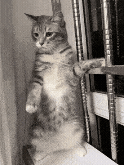 Cat Standing By Window GIF