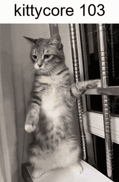 Cat Standing By Window With 103 GIF