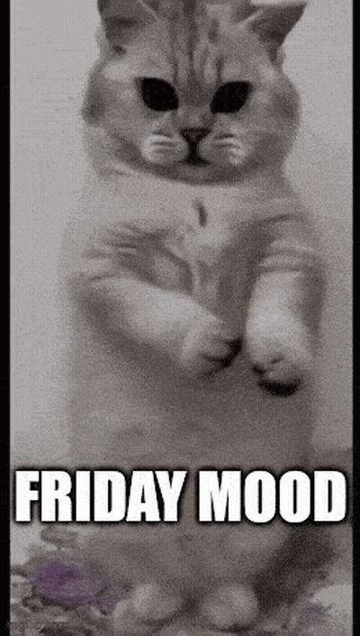 Cat Standing Friday Mood GIF