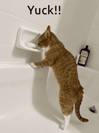 Cat Standing In Bathtub Next To Dr Tonis Bottle GIF
