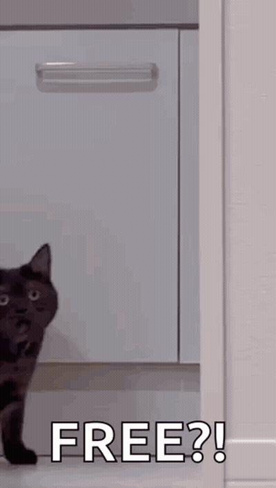 Cat Standing In Doorway Free GIF