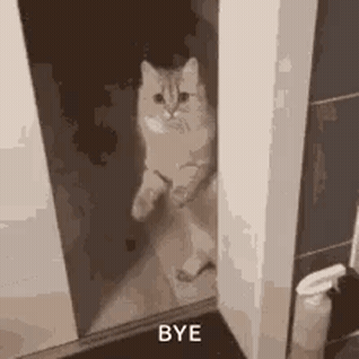 Cat Standing In Doorway Looking At Camera GIF