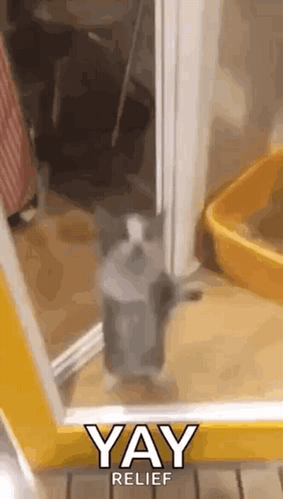 Cat Standing In Doorway Next To Litter Box And Mirror GIF