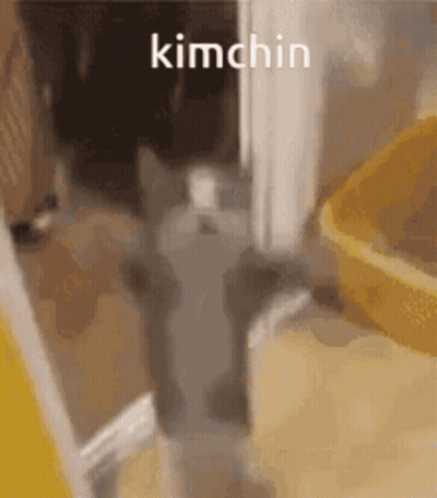 Cat Standing In Doorway Next To Yellow Bucket GIF