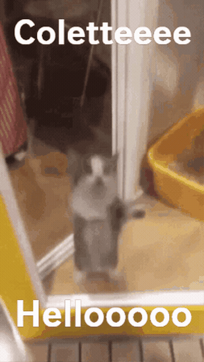 Cat Standing In Doorway Saying Coletteee Hellooooo GIF