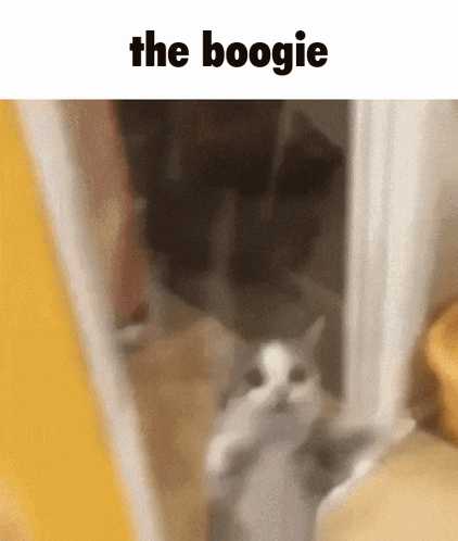 Cat Standing In Doorway Saying The Boogie GIF