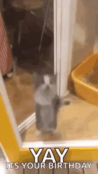 Cat Standing In Doorway Saying Yay Its Your Birthday GIF