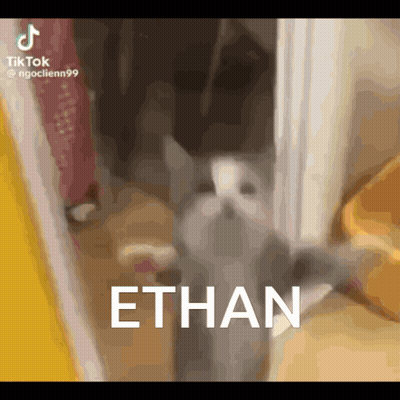 Cat Standing in Doorway With Name Ethan