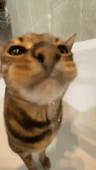 Cat Standing In Front Of Bathtub Looking Up GIF