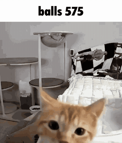 Cat Standing In Front Of Cat Tree Saying Balls 575 GIF