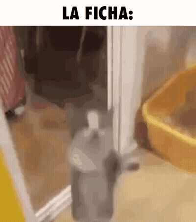 Cat Standing In Front Of Door La Ficha GIF