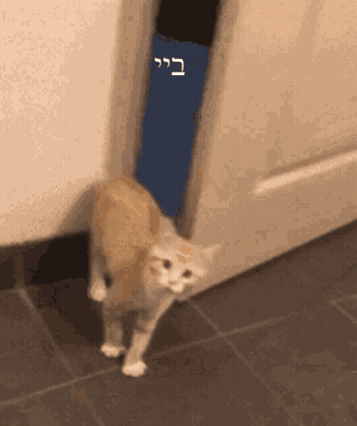 Cat Standing In Front Of Door GIF