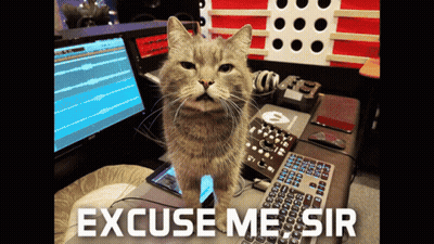 Cat Standing in Front of Keyboard Saying Excuse Me Sir