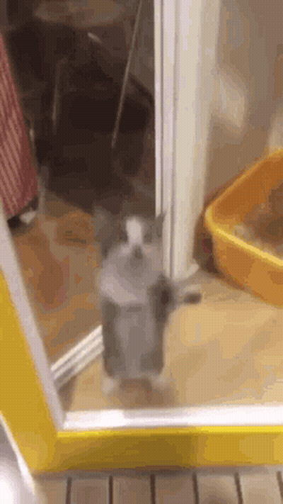 Cat Standing In Front Of Mirror GIF