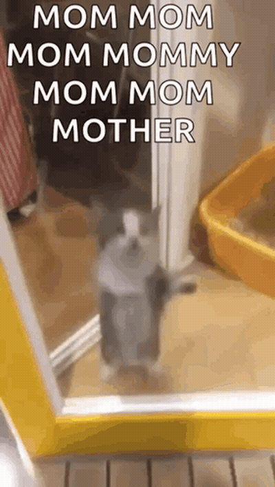 Cat Standing In Front Of Mirror GIF