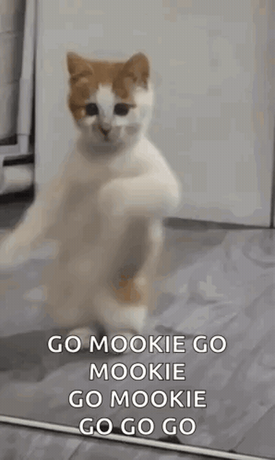 Cat Standing In Front Of Mirror Saying Go Mookie GIF