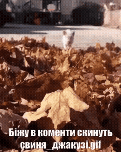 Cat Standing In Pile Of Leaves With Russian Caption GIF