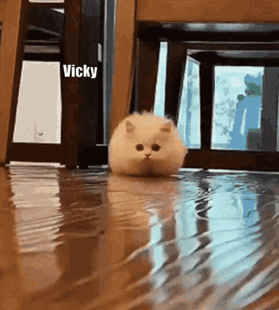 Cat Standing In Puddle With Name Vicky GIF