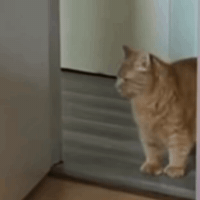 Cat Standing In Room Doorway GIF