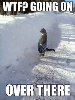Cat Standing In Snow Whats Going On GIF