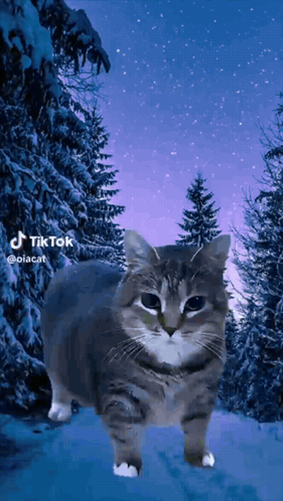 Cat Standing In Snowy Forest GIF