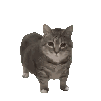Cat Standing Looking At Camera Sticker