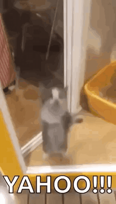 Cat Standing Near Litter Box And Soap GIF