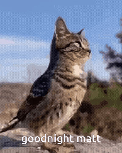 Cat Standing Next To Bird Saying Goodnight Matt GIF